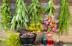 Bunches Of Healing Herbs On Wooden Wall, Mortar With Dried Plant